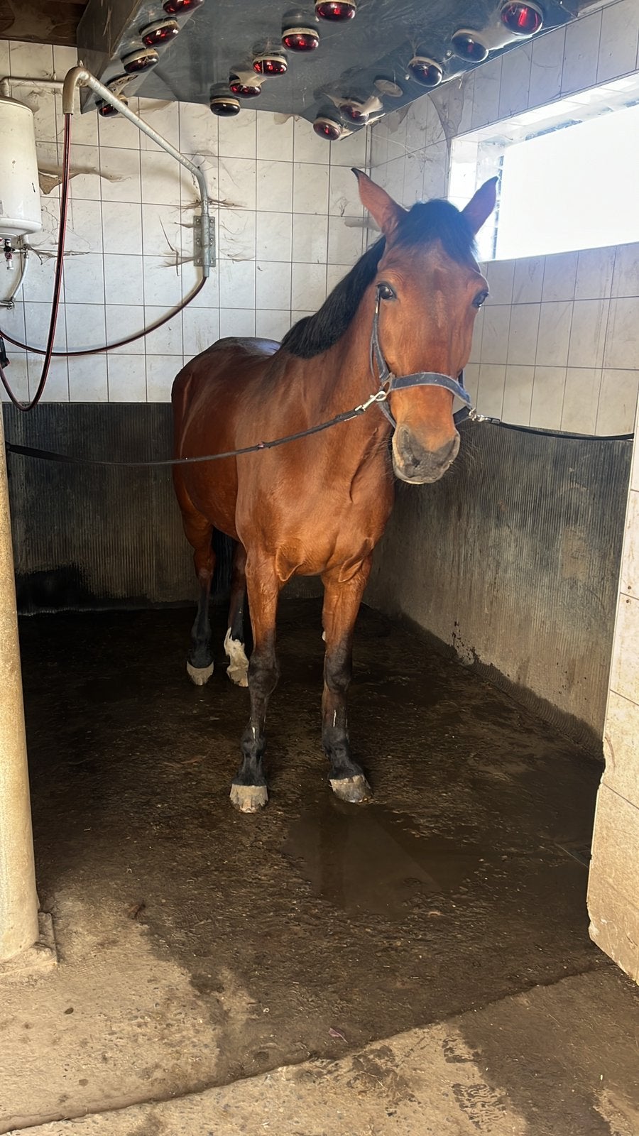Paard huren