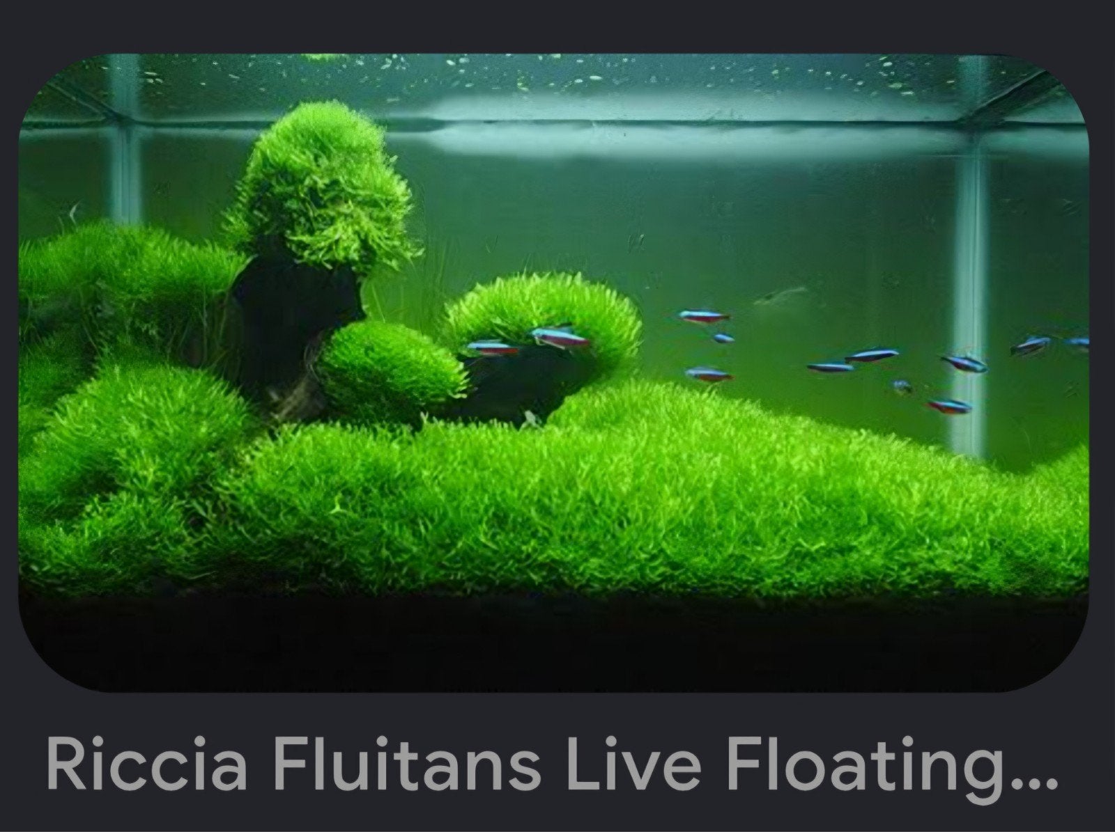 Mooie portie Riccia fluitans (Watervorkje) ca. 5 Liter, Dieren en Toebehoren, Ophalen of Verzenden, Nieuw