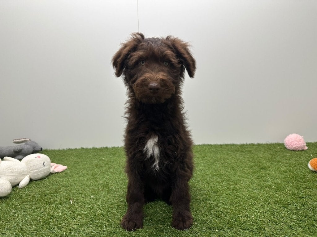 Chiots Bordoodle (Border Collie x Caniche)