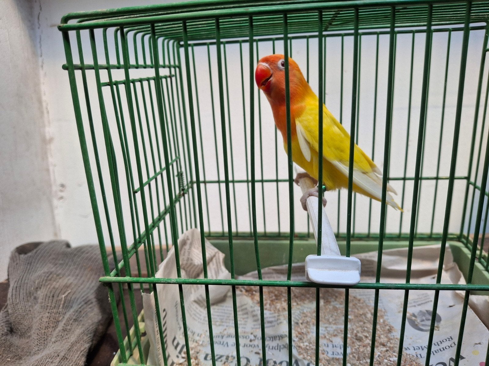 agapornis fischeri, Dieren en Toebehoren, Geslacht onbekend, Dwergpapegaai of Agapornis, Geringd