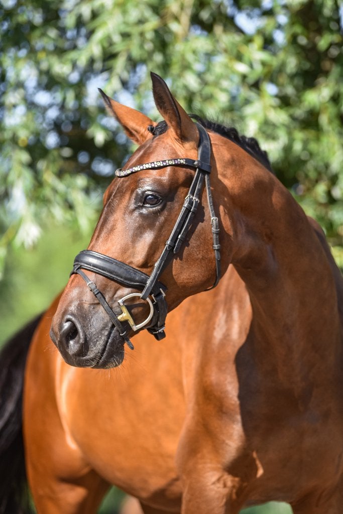 Kwaliteitsvolle 4-jarige KWPN dressuurmerrie, Cheval de dressage, 165 à 170 cm, Avec pedigree, Jument
