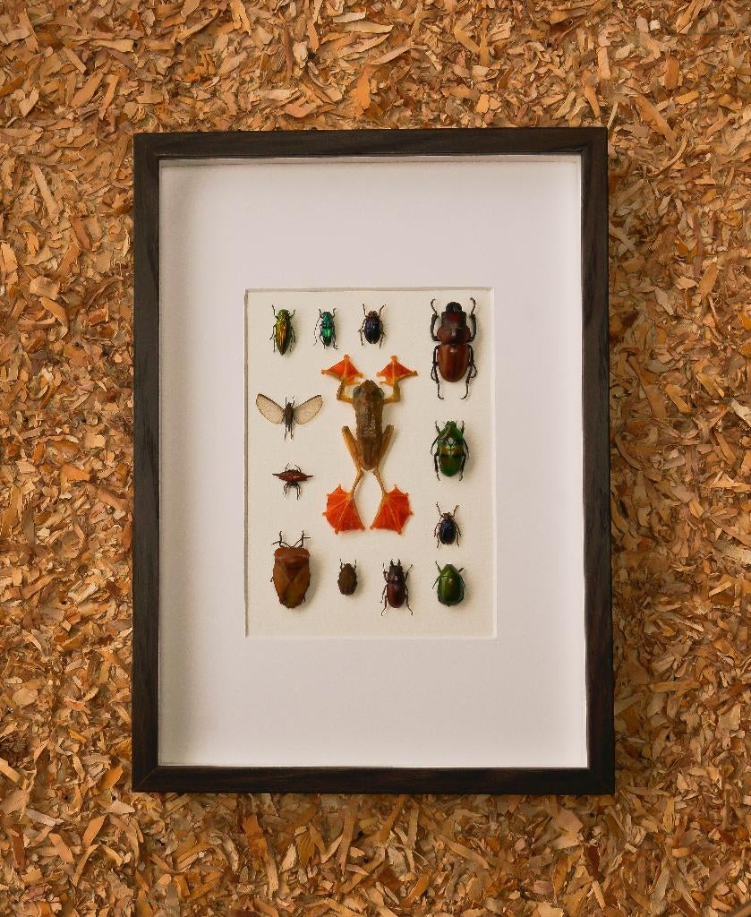 kader met gemixte insecten, Verzamelen, Ophalen of Verzenden, Nieuw, Insect, Opgezet dier