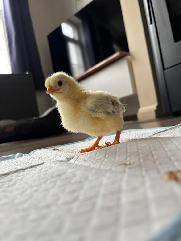 Eastereggers, kleurleggers en zijdehoender kuikens., Sexe inconnu