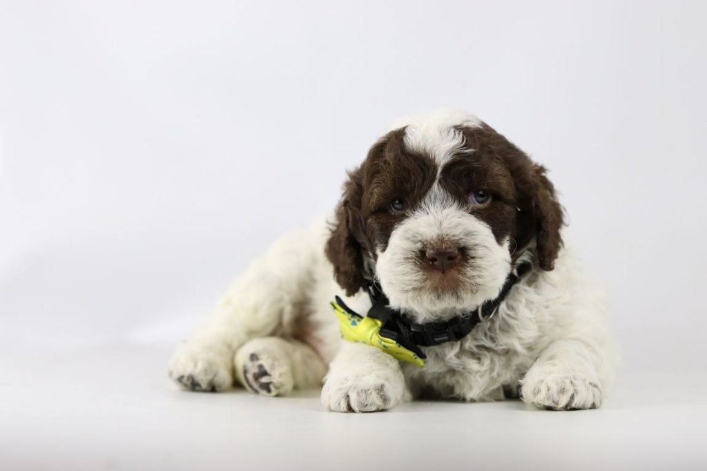 lagotto romagnole, Chien (mâle), Maladie de Carré (chiens), Autres races, Belgique