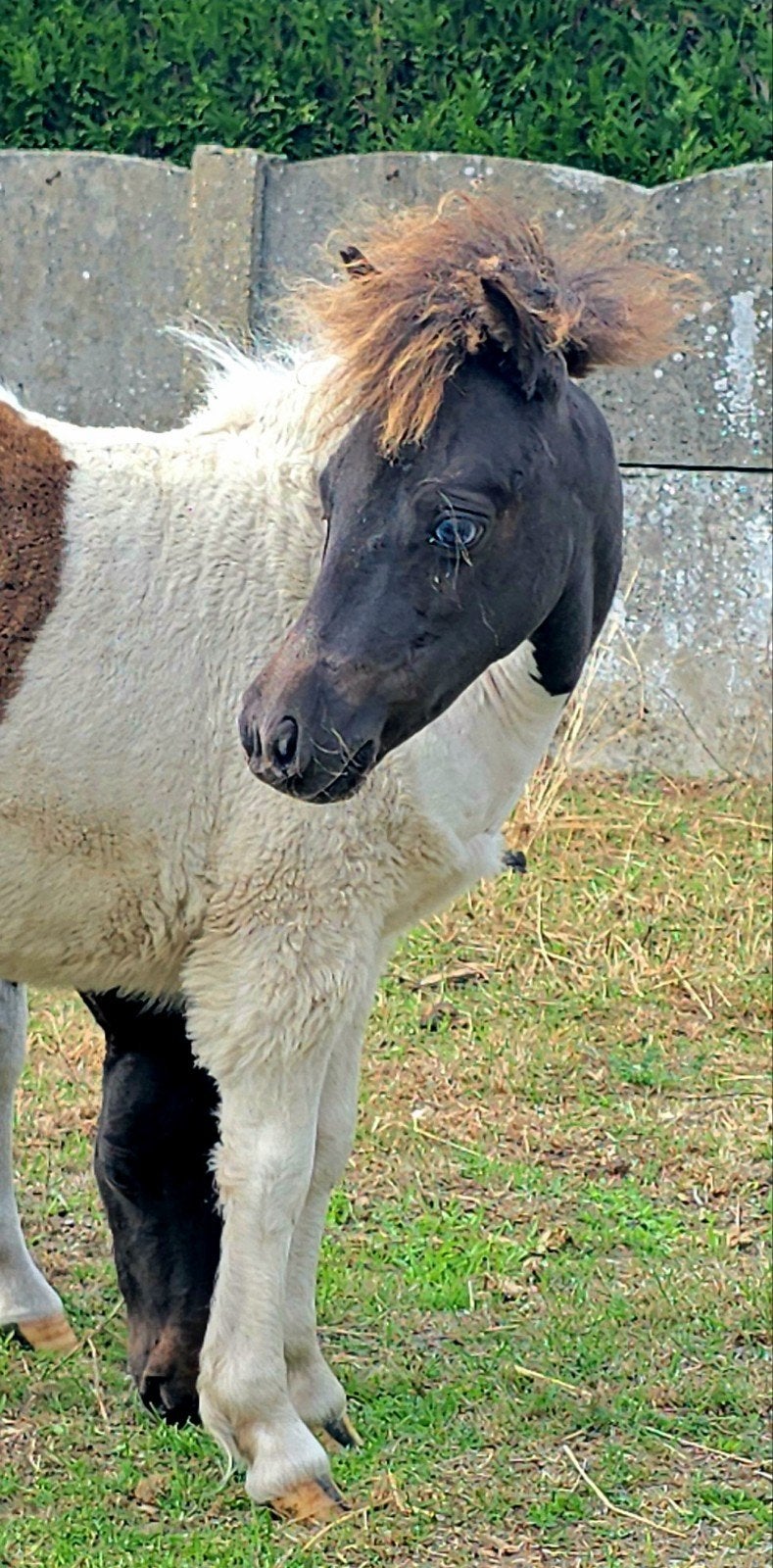 prachtig minipaardje, Dieren en Toebehoren