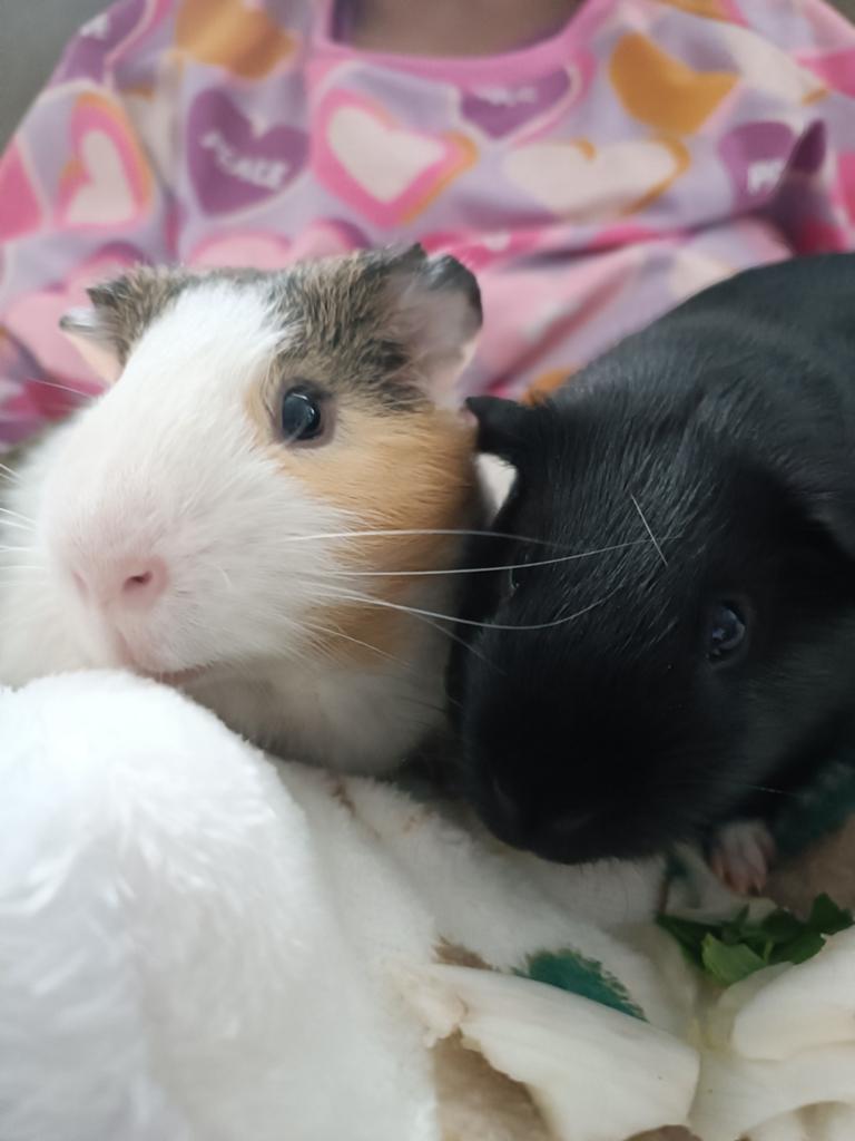 Gezocht: opvang/hotel, Cavia, Mannelijk, Januari, Tam