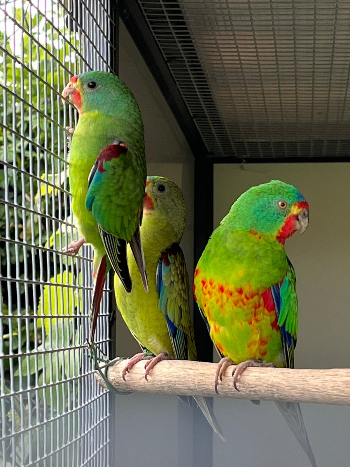 Swiftparkieten, Bagué