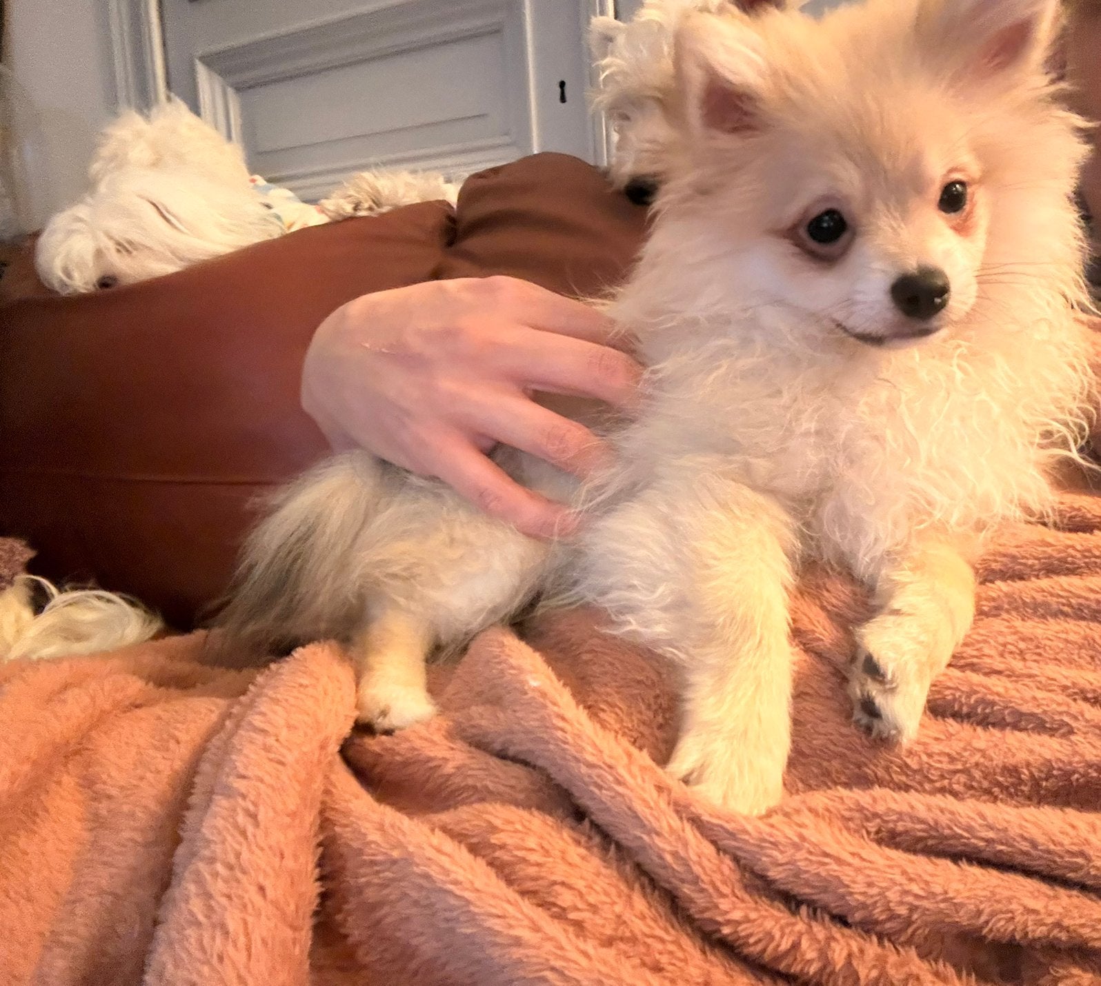 Dwerg kees pomeriaan pups zwart marmer en blond, België, Fokker | Hobbymatig, Keeshond, Reu