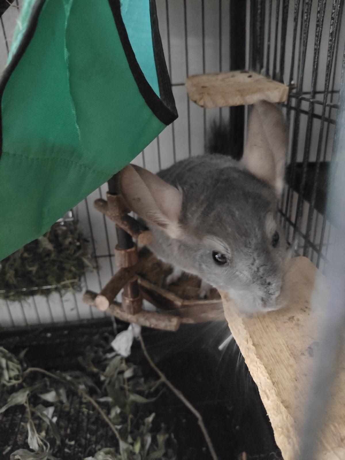 chinchilla bokje, Avril, Mâle, Chinchilla