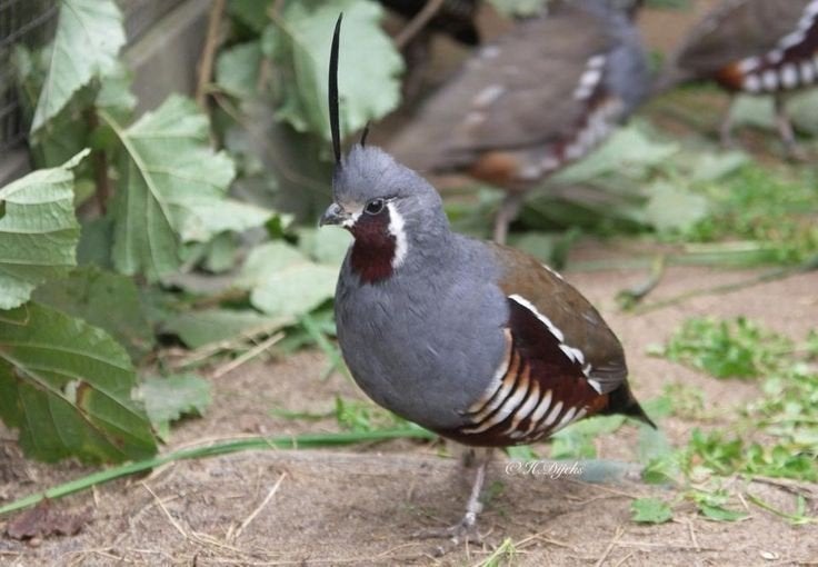 bergkuifkwartels, Dieren en Toebehoren, Vogels | Overige Vogels, Geringd