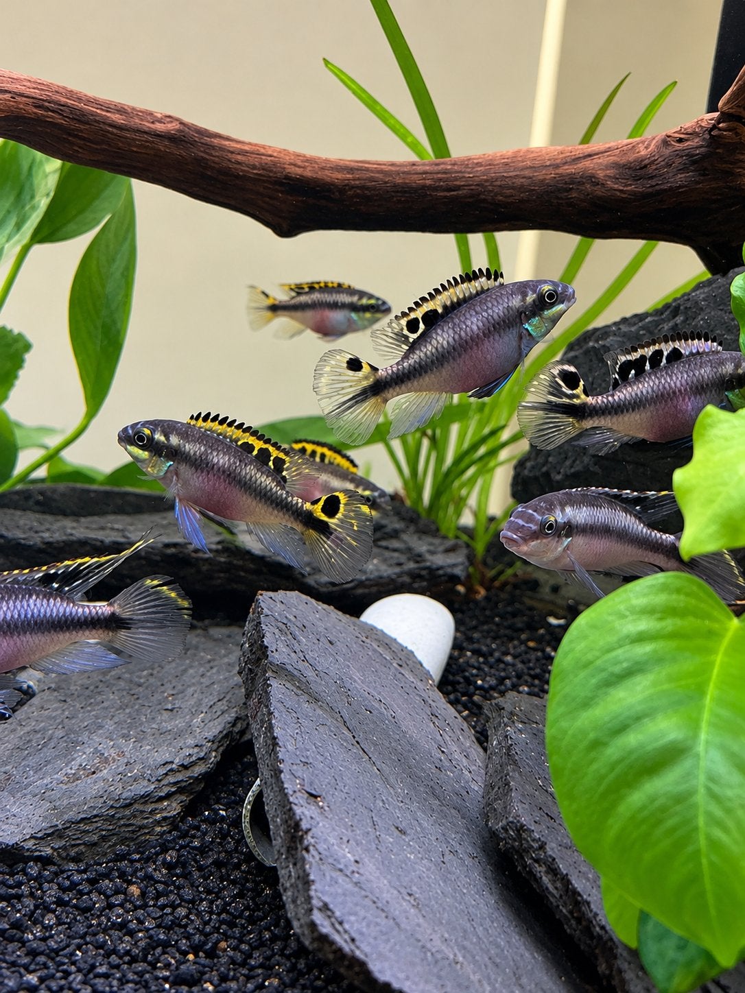 Kersenbuik koppels, Poisson, Poisson d'eau douce