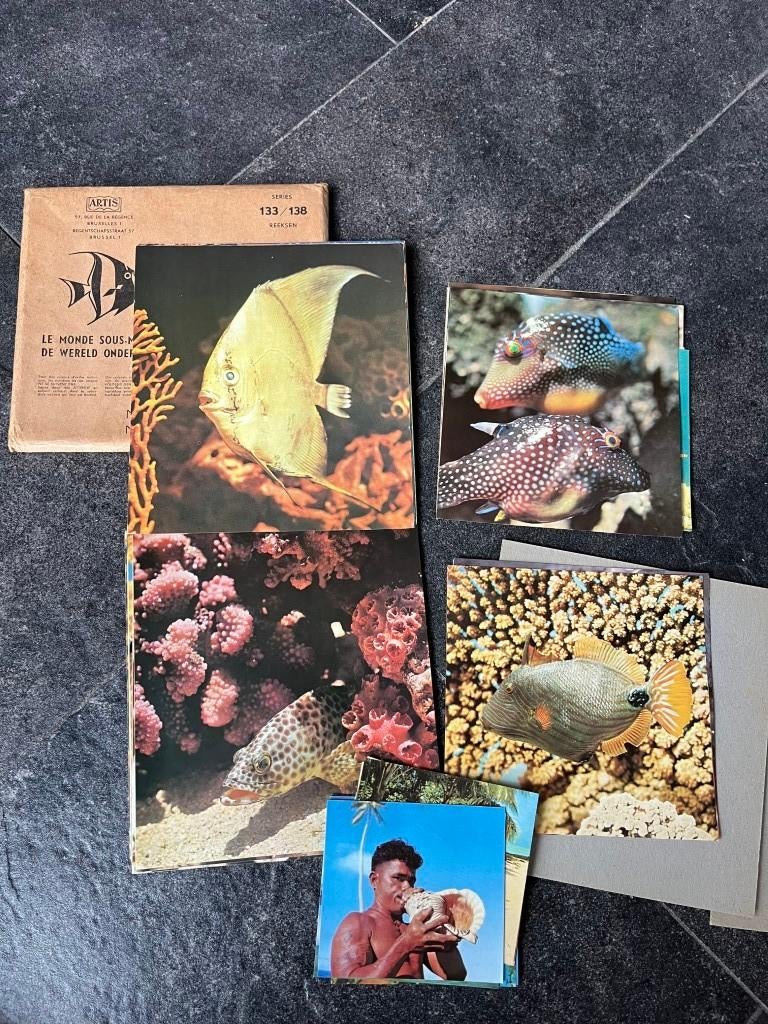 Prenten Artis - de wereld onder zee - vissen, Verzamelen, Ophalen of Verzenden