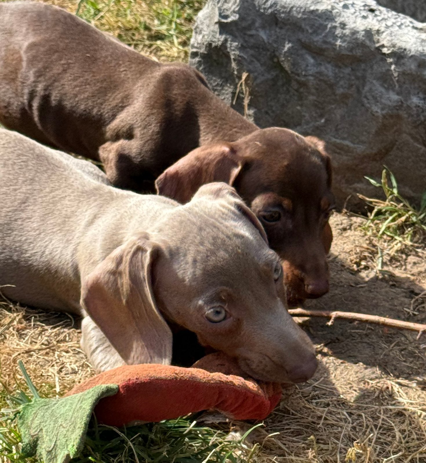 Superbe portée de teckels nains à poils ras, Dieren en Toebehoren, Honden | Teckels en Dashonden, Parvo, België, 8 tot 15 weken