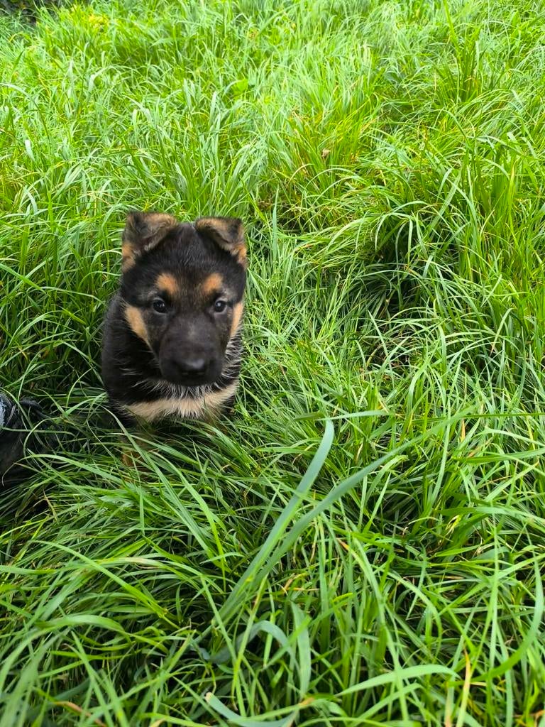 Duitse herder pup, Dieren en Toebehoren, Parvo, België, 8 tot 15 weken, Teef