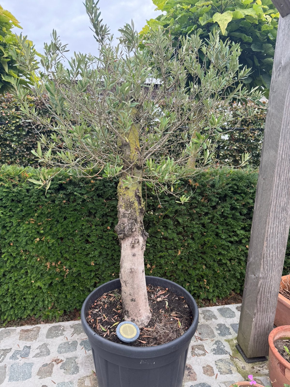 Olijfbomen mooie dikke grillige stam, Ophalen, In pot, Olijfboom, 100 tot 250 cm