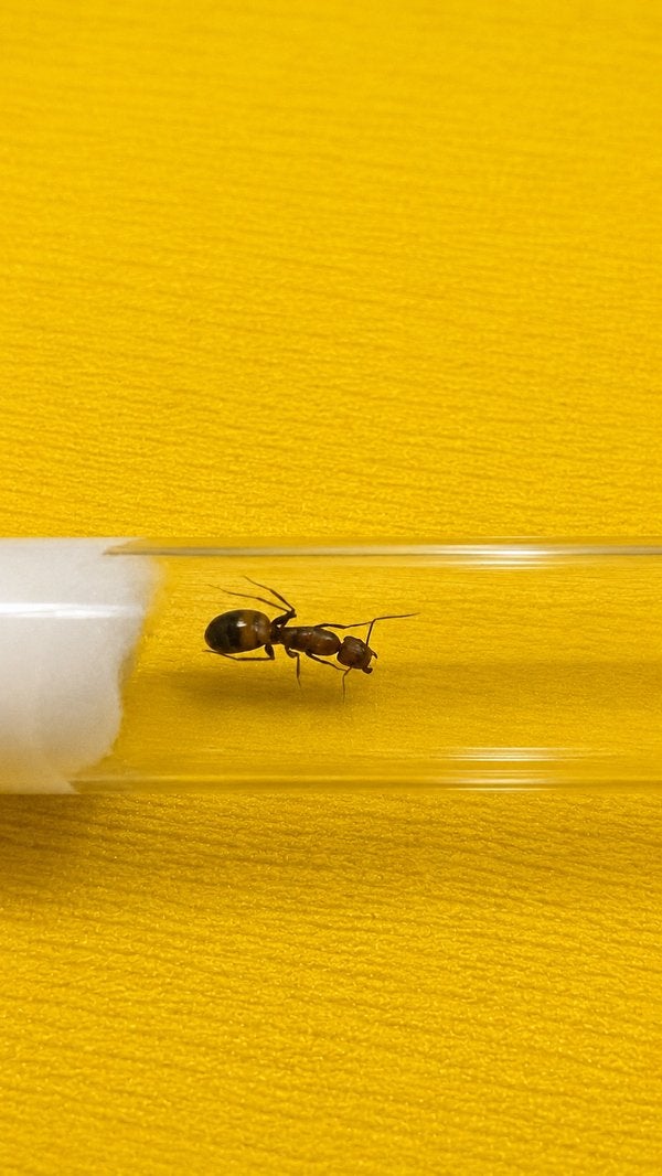 Camponotus Nicobarensis koningin met broed, Dieren en Toebehoren, Mieren
