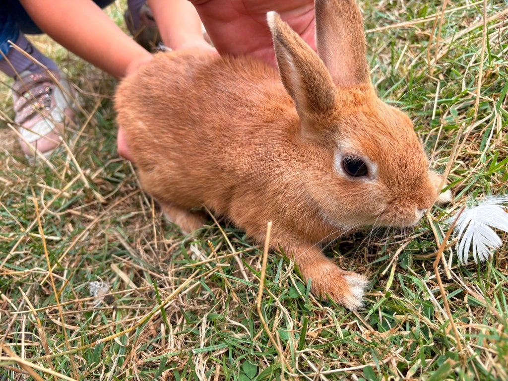 Lapin, Plusieurs animaux, Taille moyenne, Oreilles tombantes, 0 à 2 ans