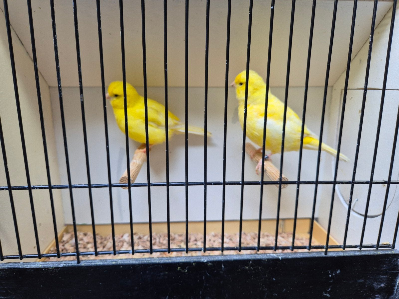 gele kanarie poppen, Vrouwelijk, Kleurkanarie