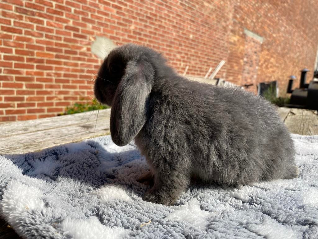 Nhd rammelaar, Dieren en Toebehoren, Konijnen, Mannelijk, Dwerg, Hangoor, 0 tot 2 jaar