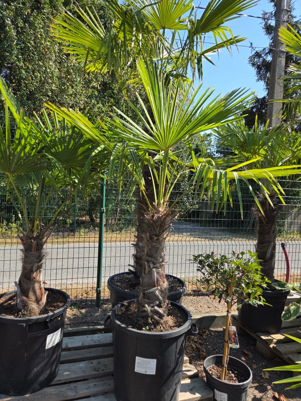 Palmboom Trachycarpus Fortunei - winterharde, Tuin en Terras, Ophalen, Halfschaduw, Palmboom