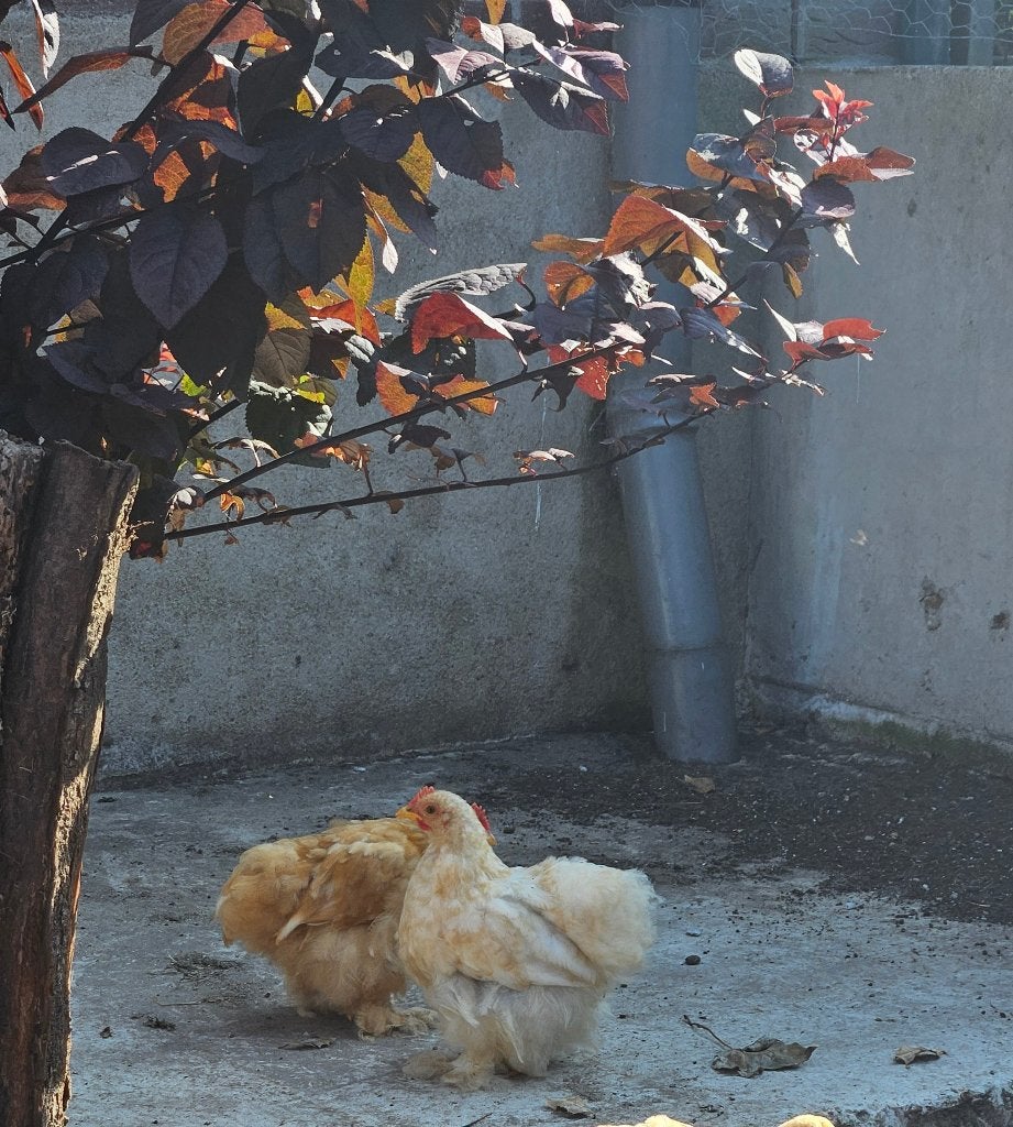 Cochin kriel haantje, Dieren en Toebehoren, Mannelijk, Kip
