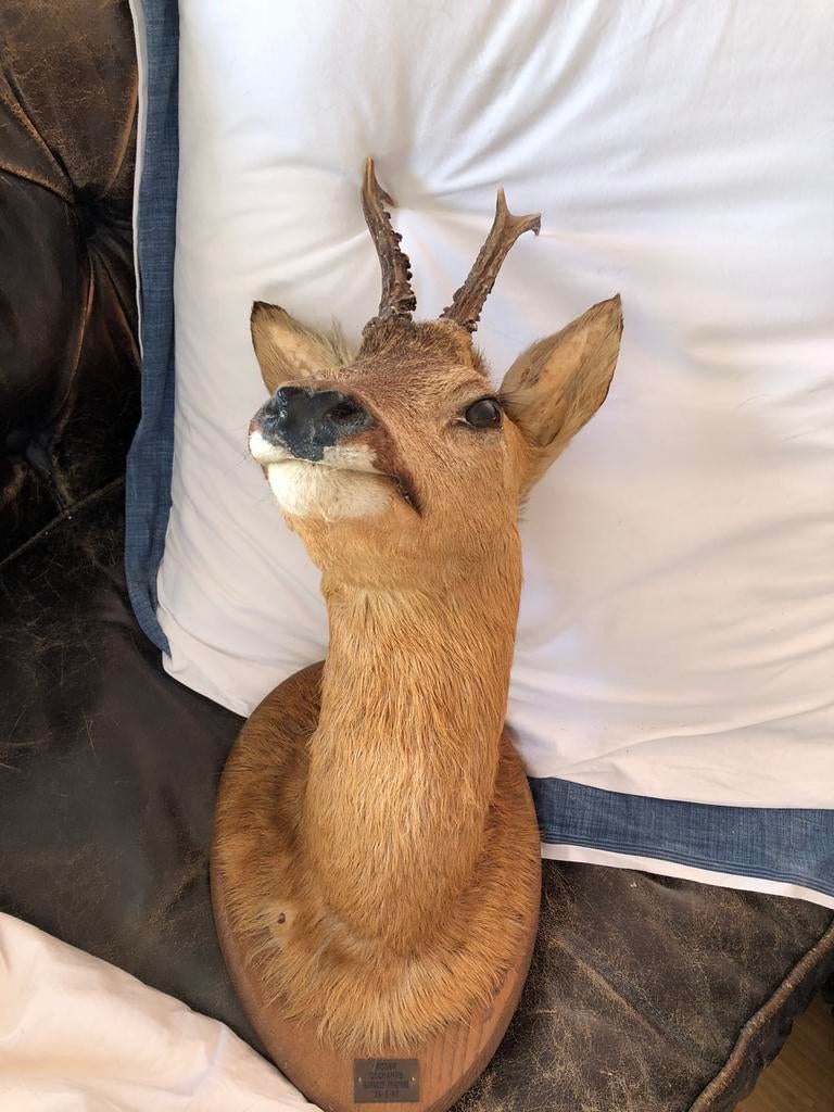 Tête de cerf, Enlèvement ou Envoi, Comme neuf