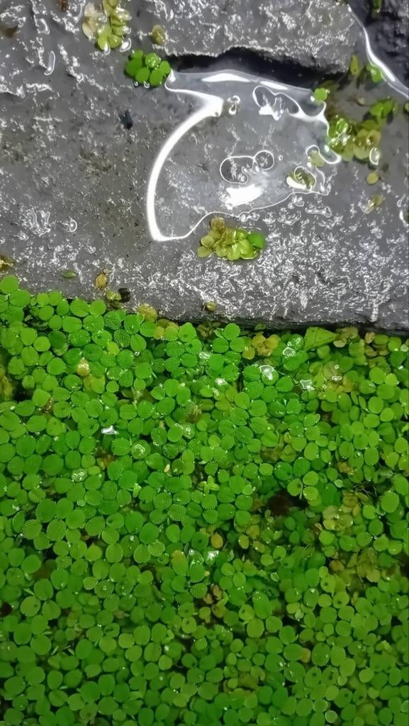 Lentilles d'eau SALVINIA MINIMA, Enlèvement, Neuf