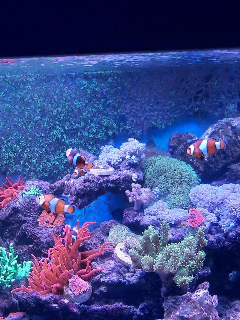 Clownvisjes, Dieren en Toebehoren