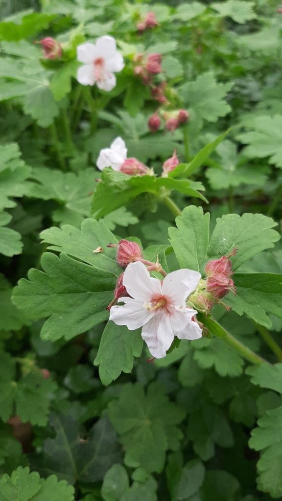 Witte meerjarige geranium, Tuin en Terras, Ophalen