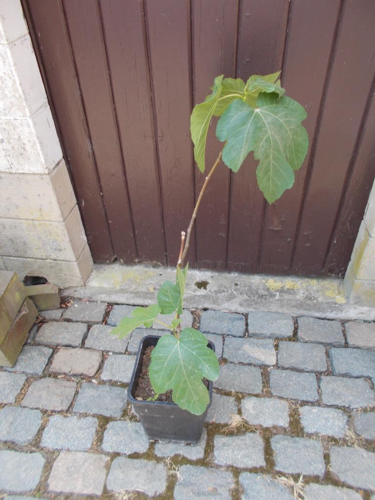 jeune plant de figuier, Figuier, En pot, Plein soleil, Enlèvement