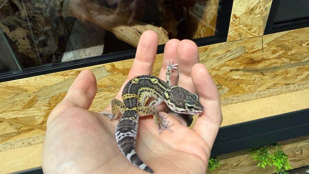Luipaardgekko - black knight 0.1, Dieren en Toebehoren, Reptielen en Amfibieën, Hagedis, Tam, 0 tot 2 jaar