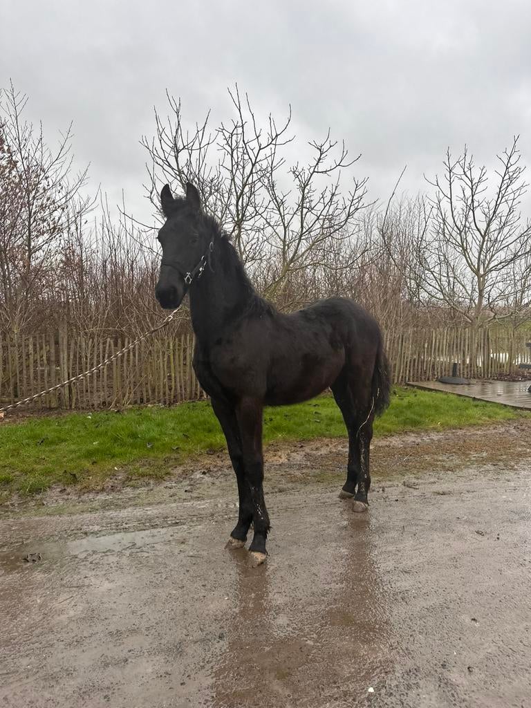 Fries te koop, Dieren en Toebehoren, Hengst, Gechipt, 0 tot 2 jaar