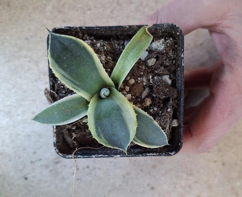 Agave truncata Orizaba, Enlèvement ou Envoi