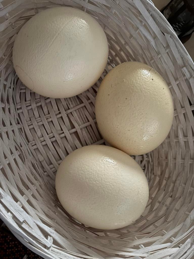 3 œufs d'autruche soufflés, Enlèvement
