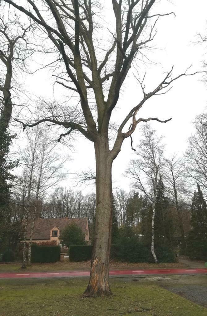 bomen of boomstammen gevraagd, Ophalen of Verzenden