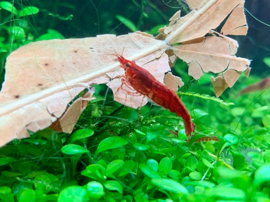 Rode kleine garnalen Neocaridina aquarium, Dieren en Toebehoren