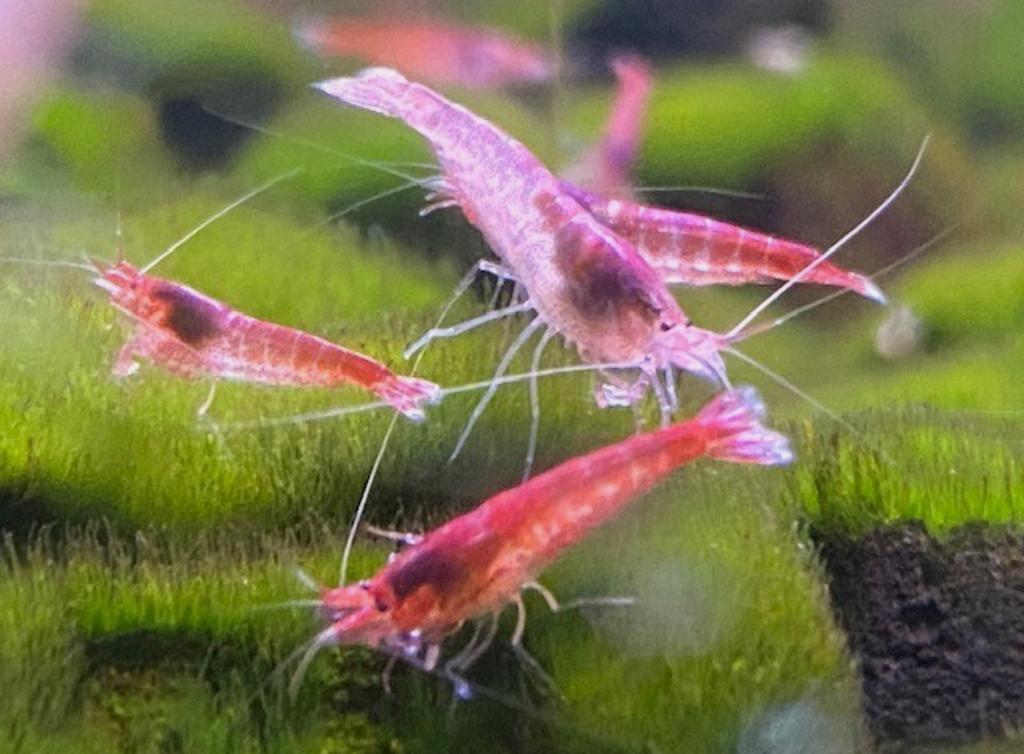 Opae ula - halocaridina rubra (30 euro / 10 stuks), Dieren en Toebehoren, Kreeft, Krab of Garnaal