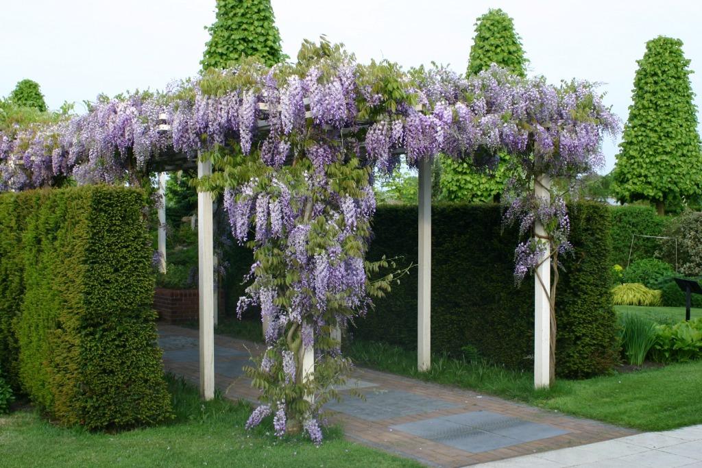 Magnifique WISTERIA "PROLIFIC", EN POT, 1 Mètre : 16€/pc., Enlèvement ou Envoi, Été, Plante fixe, Plantes grimpantes