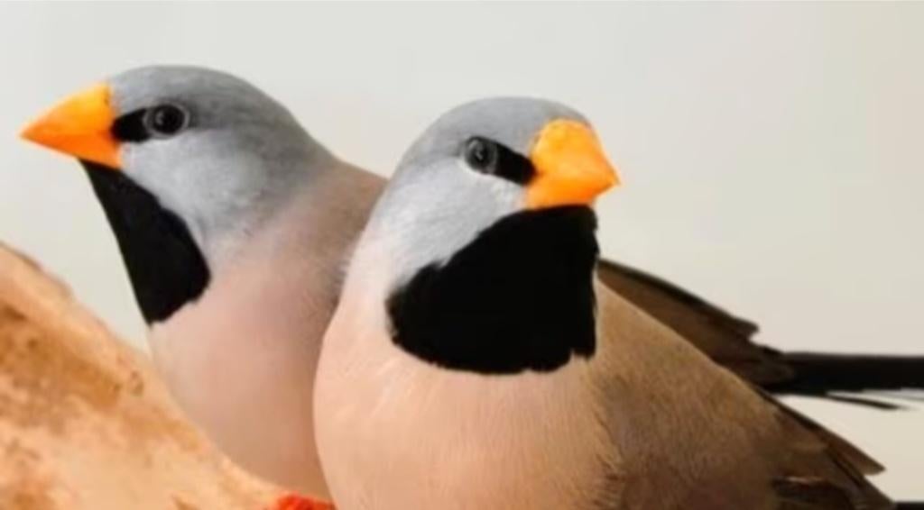 Gezocht spitsstaartamadine geelsnavel, Dieren en Toebehoren