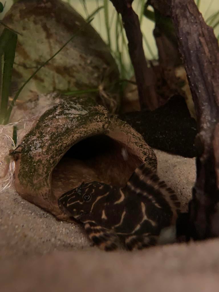 L104 / Clown pleco