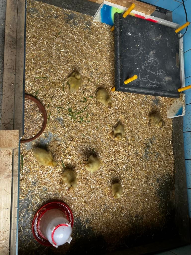 Indische loopeenden kuikens