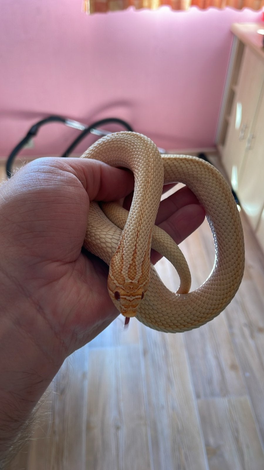 Haakneus prijs overeen te komen, Animaux & Accessoires, Reptiles & Amphibiens, Serpent