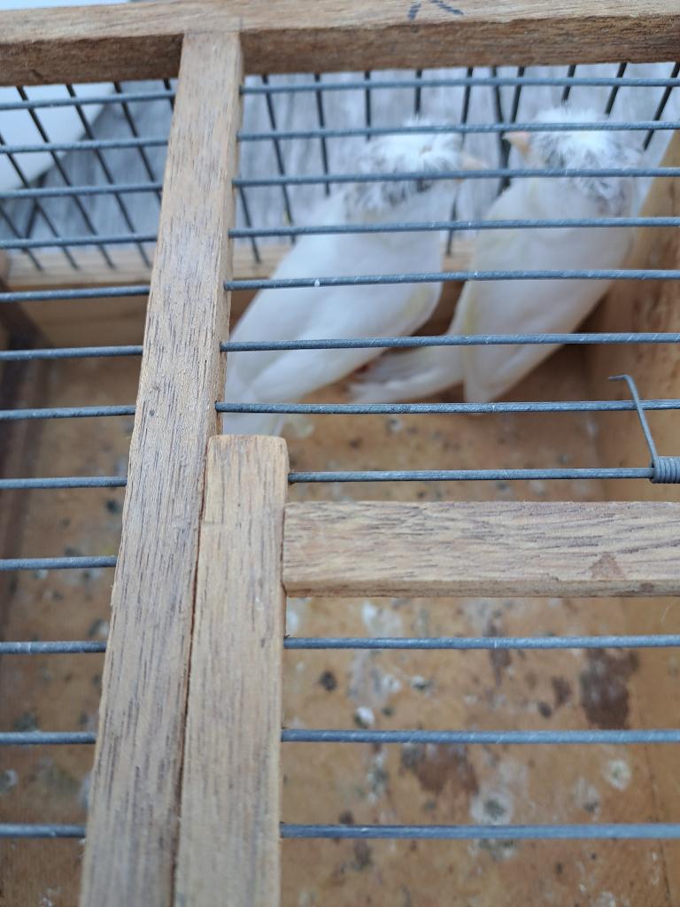 Kanariemannen te koop, Mâle, Canari de couleur