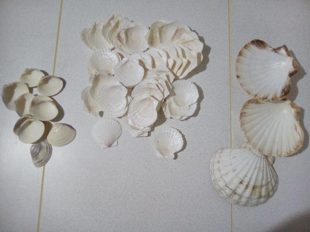 schelpen, Verzamelen, Mineralen en Fossielen, Ophalen of Verzenden, Schelp(en)