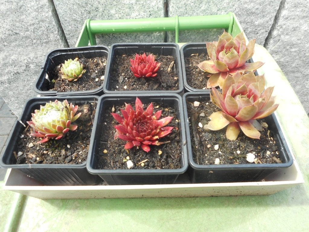 planten, Overige soorten, Volle zon, Vaste plant, Ophalen of Verzenden