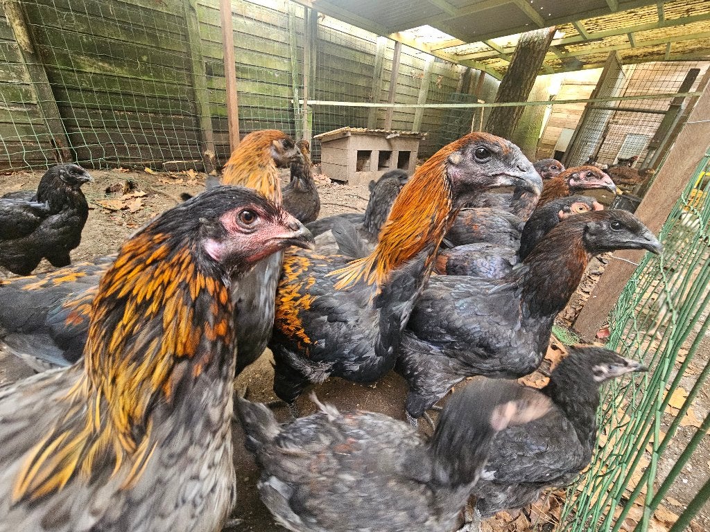 Brugse vechter, Dieren en Toebehoren, Meerdere dieren