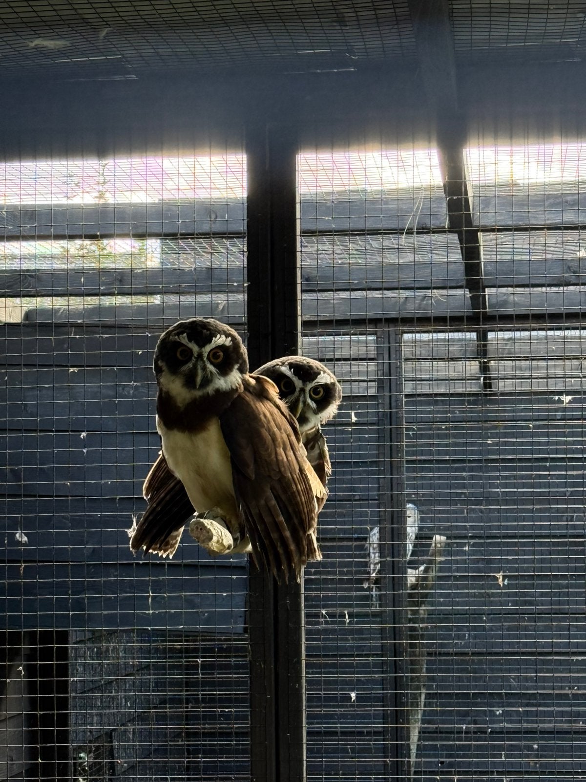 Koppel bril uilen, Roofvogel