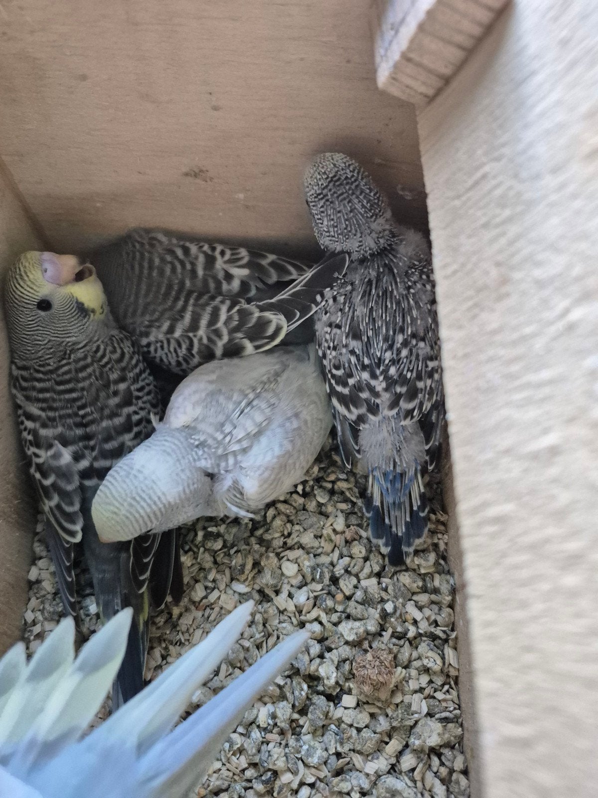 Mooie baby grasparkieten, Dieren en Toebehoren