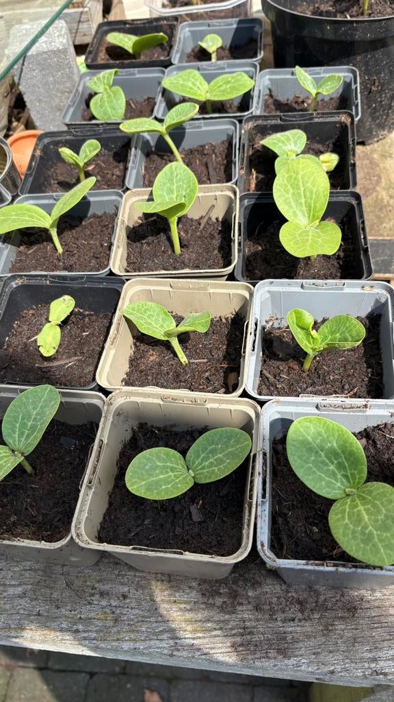 Spaghetti pompoen plantjes, Jardin & Terrasse, Plantes | Jardin, Enlèvement, Annuelle, Plantes potagères
