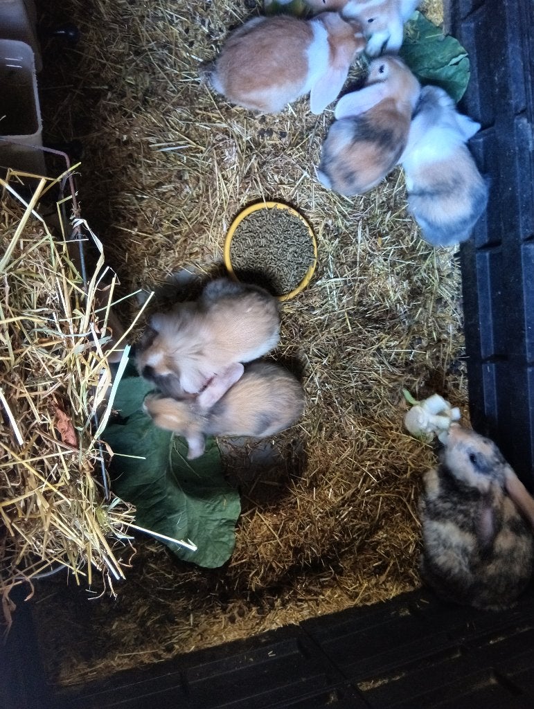 Hangoor, Dieren en Toebehoren, Konijnen, Meerdere dieren, Dwerg, Hangoor, 0 tot 2 jaar